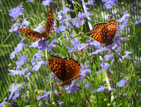 Adirondack Butterflies:  Atlantis Fritillary (23 June 2012)